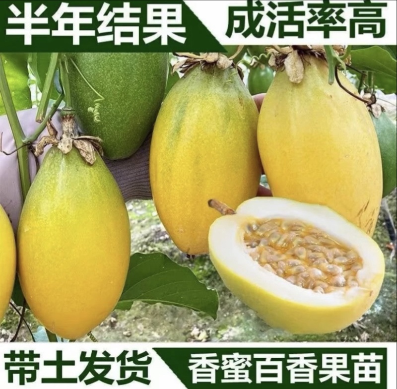 香蜜百香果嫁接苗品质保证可发全国视频看货