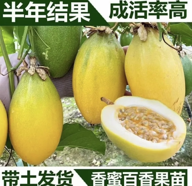 香蜜百香果嫁接苗品质保证可发全国视频看货