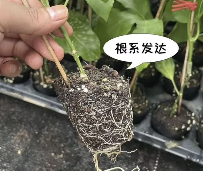 香蜜百香果嫁接苗品质保证可发全国视频看货