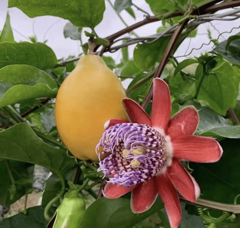 香蜜百香果嫁接苗品质保证可发全国视频看货