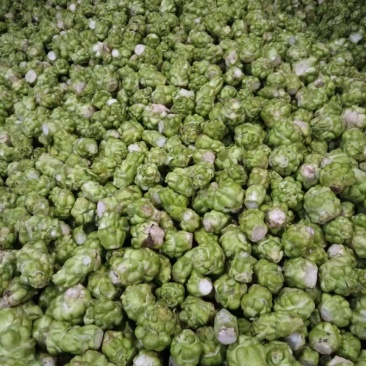 大量工厂榨菜