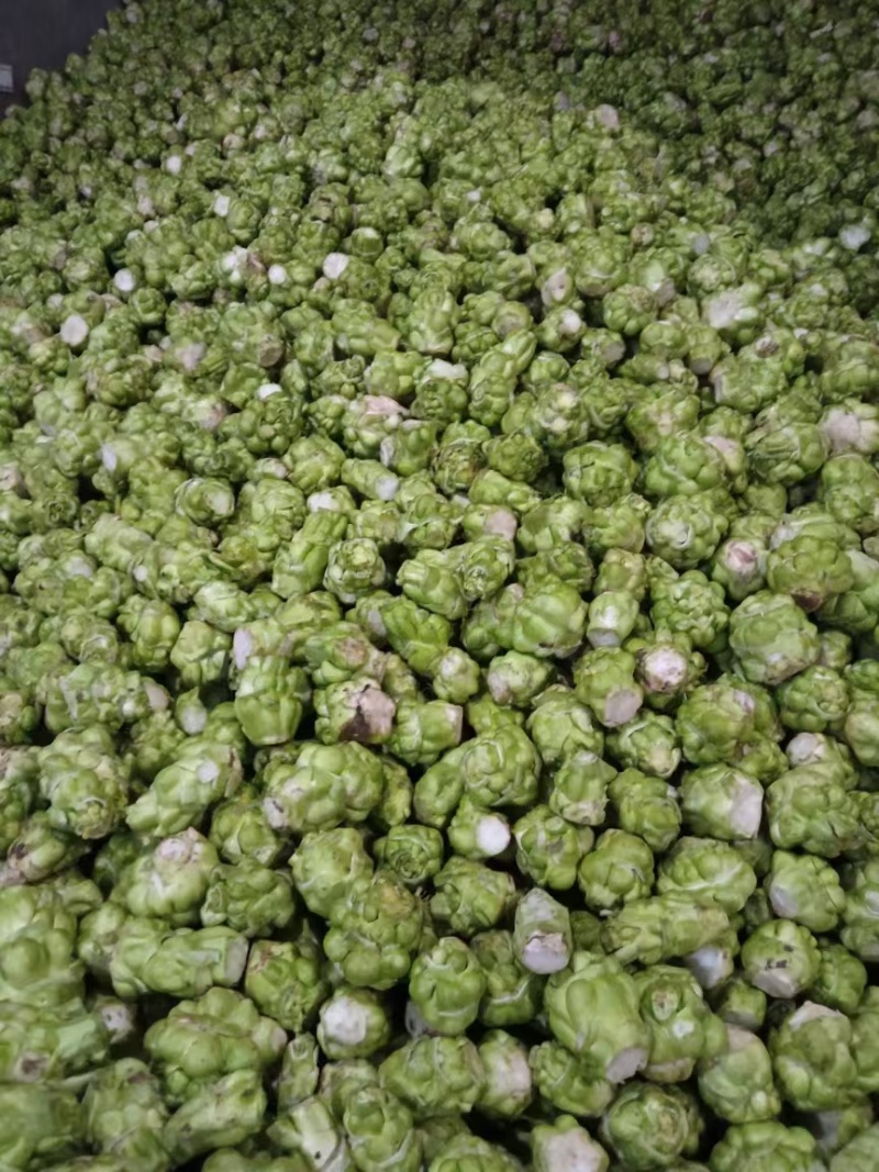 大量工厂榨菜