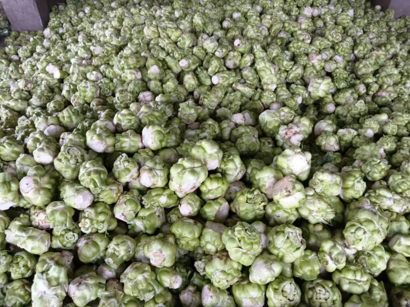 大量工厂榨菜