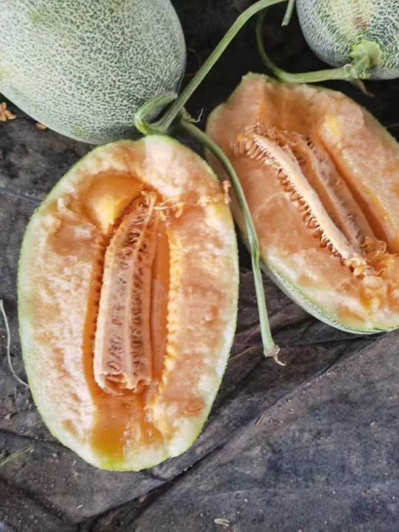 海南哈密瓜晓蜜25哈密瓜皮薄肉厚脆甜个头均匀