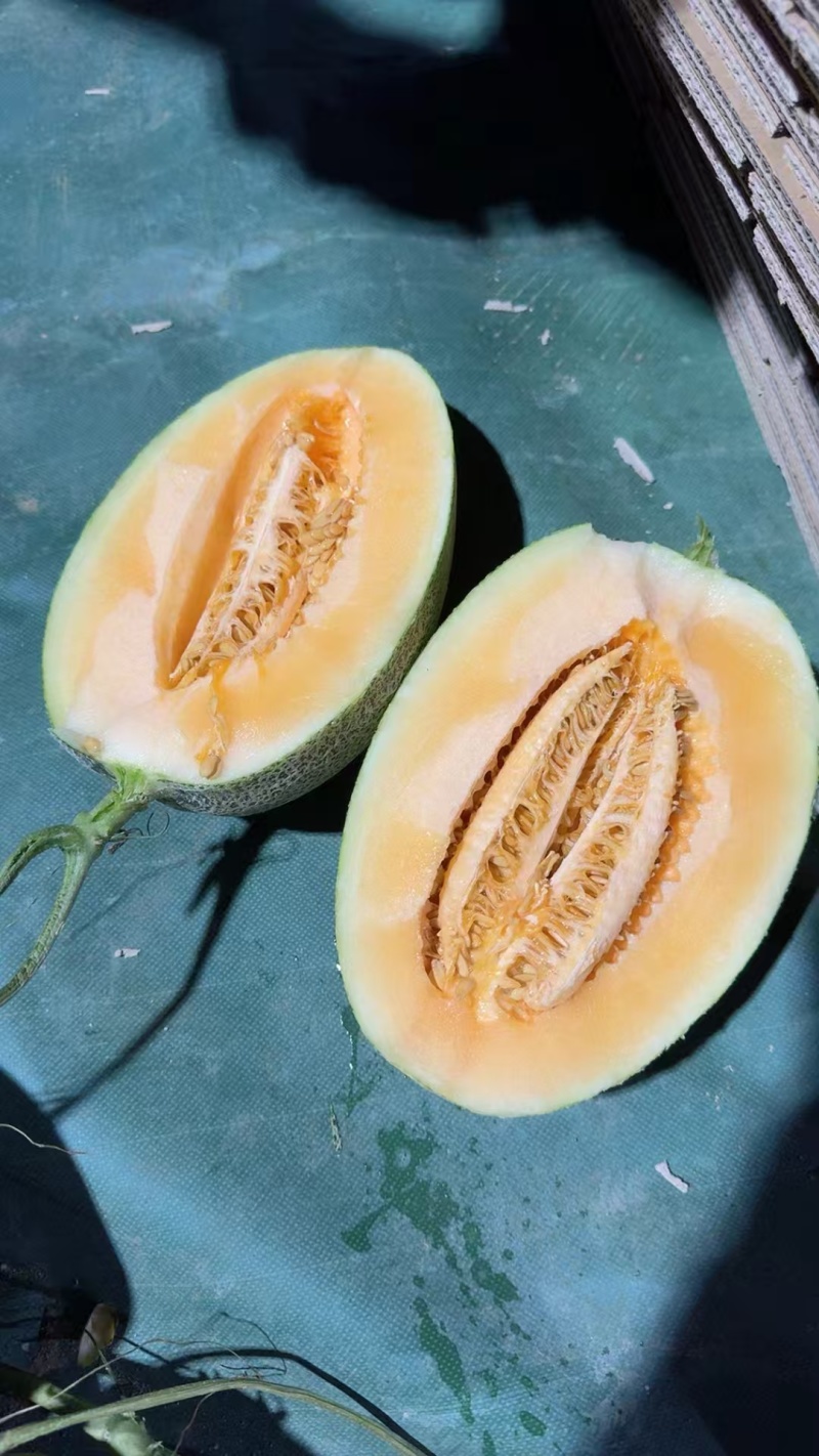 海南哈密瓜晓蜜25哈密瓜皮薄肉厚脆甜个头均匀