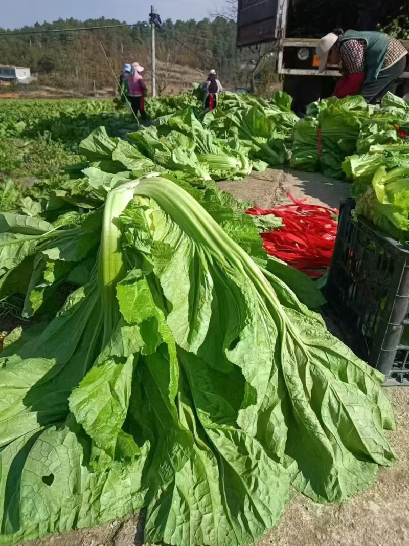 工厂货青菜