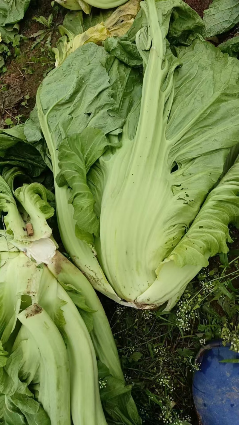 工厂货青菜
