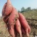出售高淀粉～脱毒红薯苗！商薯苗！基地直发，保证品质！