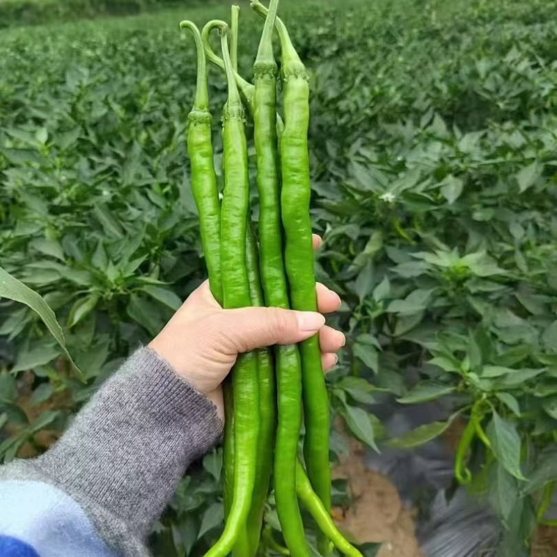 各种青线椒