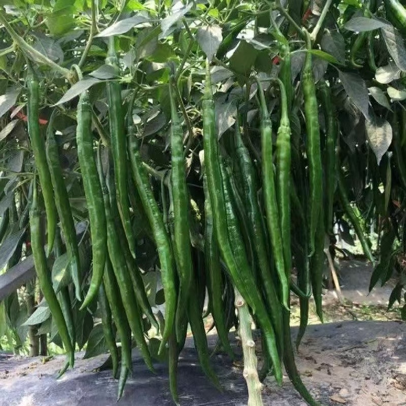 各种青线椒