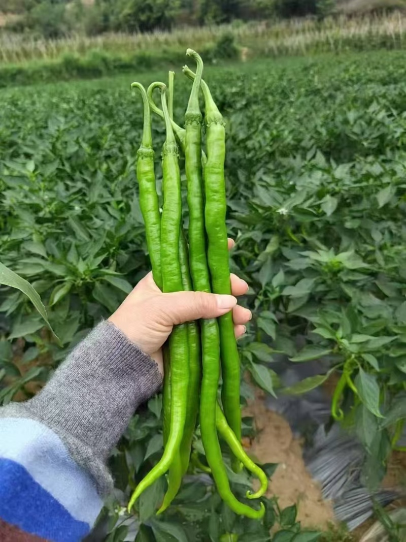 各种青线椒