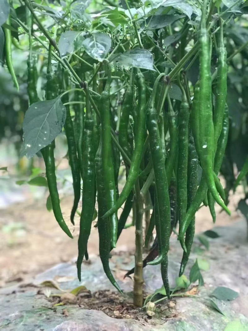 各种青线椒