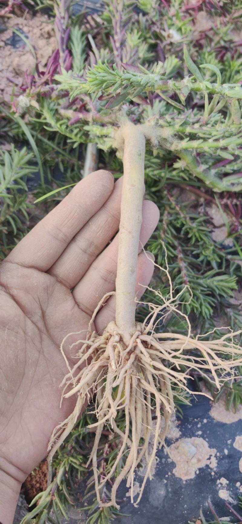 太阳花老庄