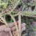 太阳花老庄