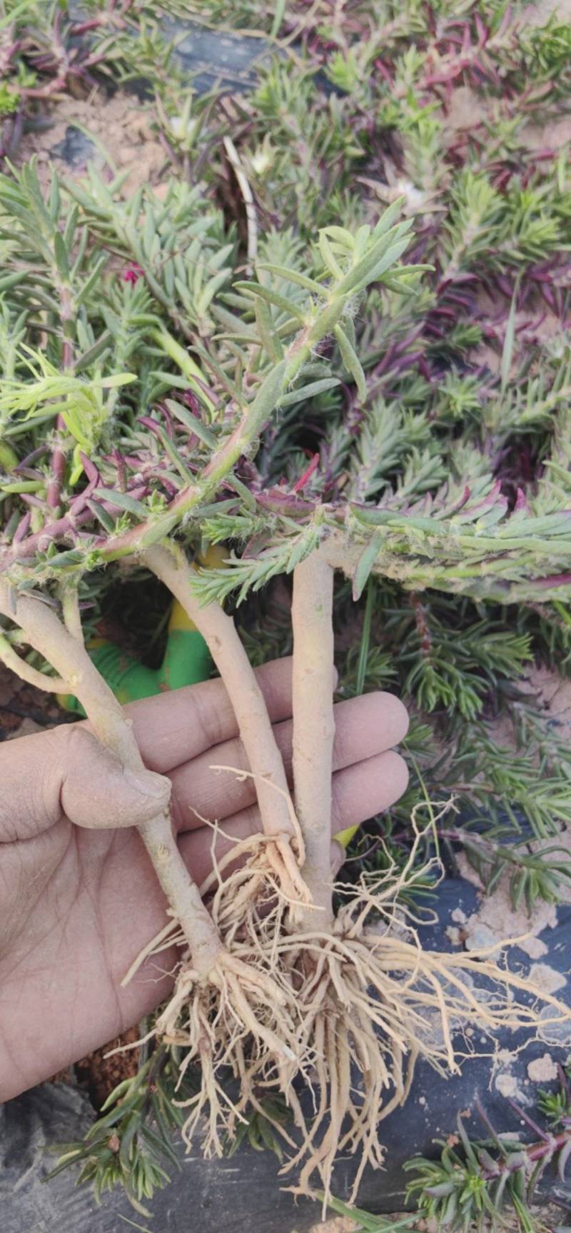 太阳花老庄