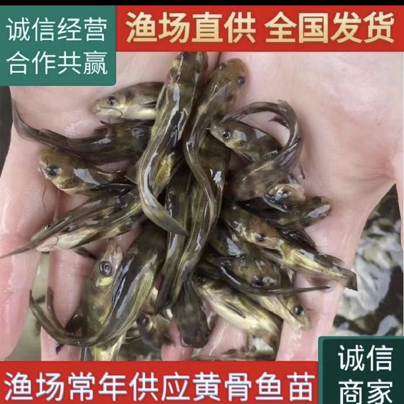黄桑鱼，雄性黄辣丁，成活率高