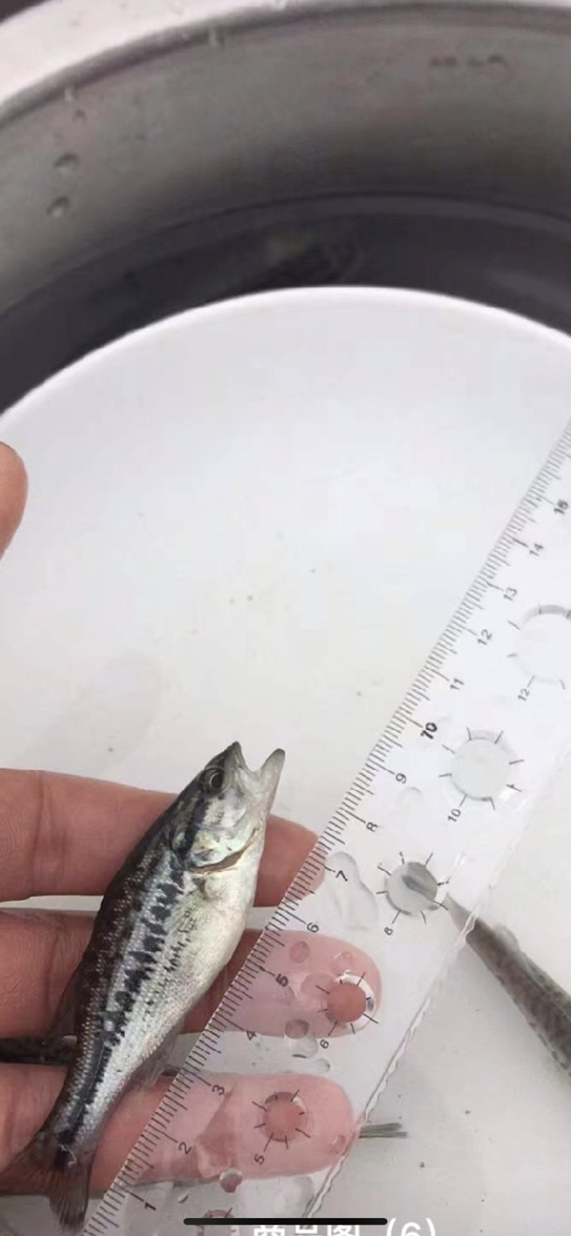 鲈鱼，优鲈加州鲈鱼各种规格，基地直发，技术指导