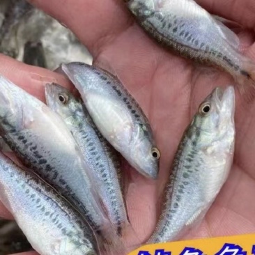 鲈鱼，优鲈加州鲈鱼各种规格，基地直发，技术指导