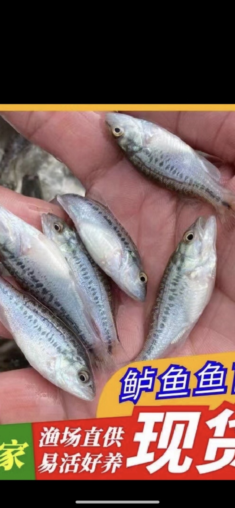鲈鱼，优鲈加州鲈鱼各种规格，基地直发，技术指导