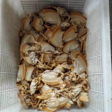 河蚌肉精品批发