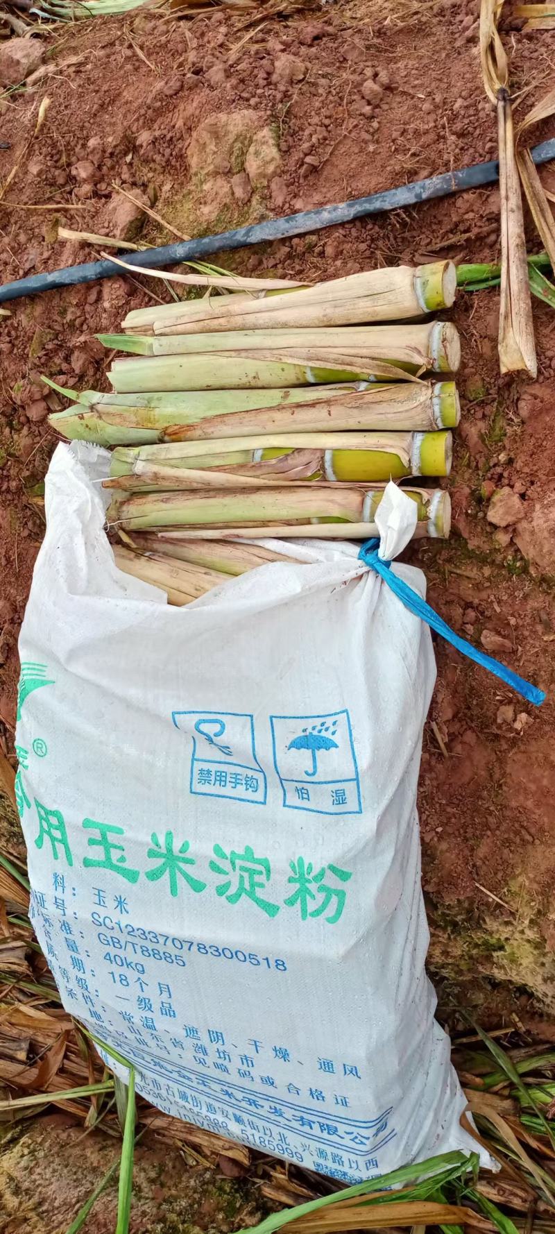 黄皮甘蔗种苗