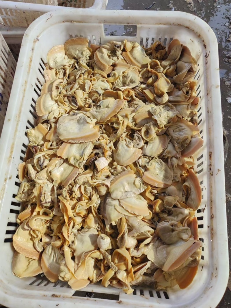 河蚌肉精品批发