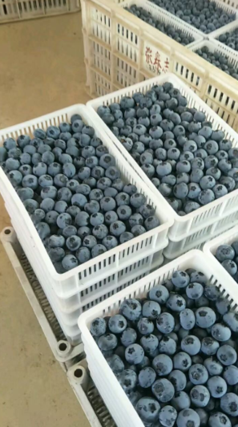 精品蓝莓大量供货品质保证对接全国现摘现发欢迎来电