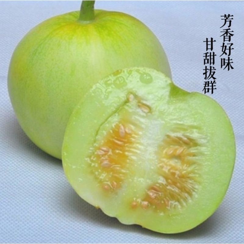 善甜浓香1号杂交一代甜瓜种子甜宝皮薄甜脆香味浓口感好早熟