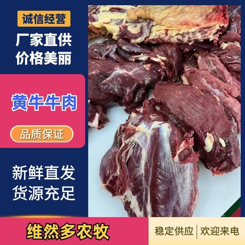 甘肃临夏清真黄牛鲜肉都是好牛肉品质您放心致电有优惠