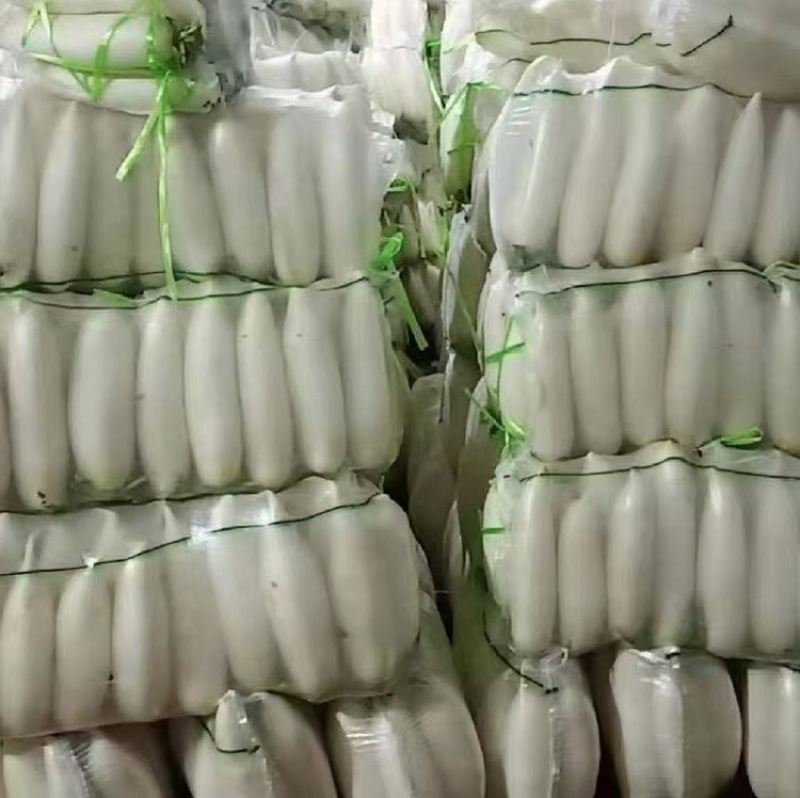 白萝卜.精品白萝卜.湖北白萝卜产地直发一手货源