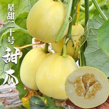 《精选》星甜20，口感甜瓜，支持全国无缝隙发货