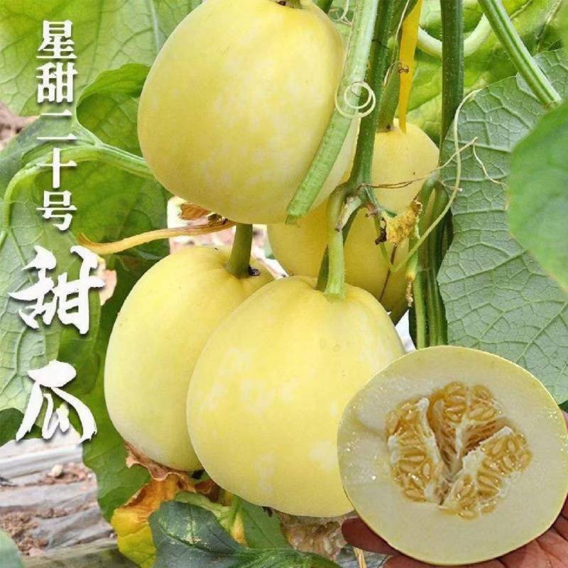 《精选》星甜20，口感甜瓜，支持全国无缝隙发货