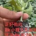 包邮直根嫁接西瓜苗全美2K4K西瓜苗技术指导预订优惠