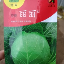 甘蓝苗