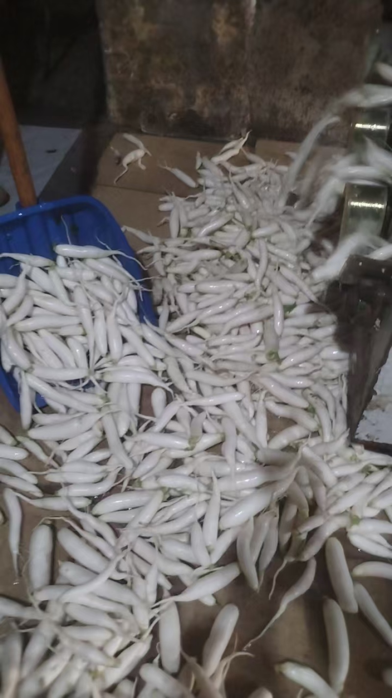 百色珍珠小萝卜腌酸，酸辣开胃承接工厂大量供应