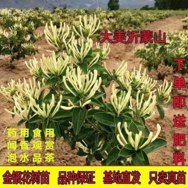 四季金银花树苗红银花苗盆栽地栽阳台庭院耐寒耐旱当年开花