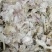 烘干大蒜皮、烘干内皮。厂家一手货源，全国发货。
