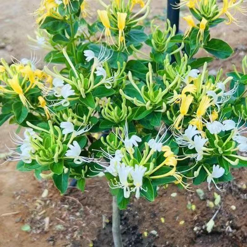 四季金银花树苗红银花苗盆栽地栽阳台庭院耐寒耐旱当年开花