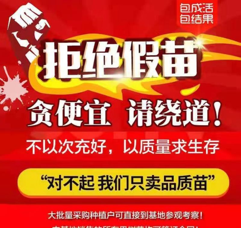 四季金银花树苗红银花苗盆栽地栽阳台庭院耐寒耐旱当年开花