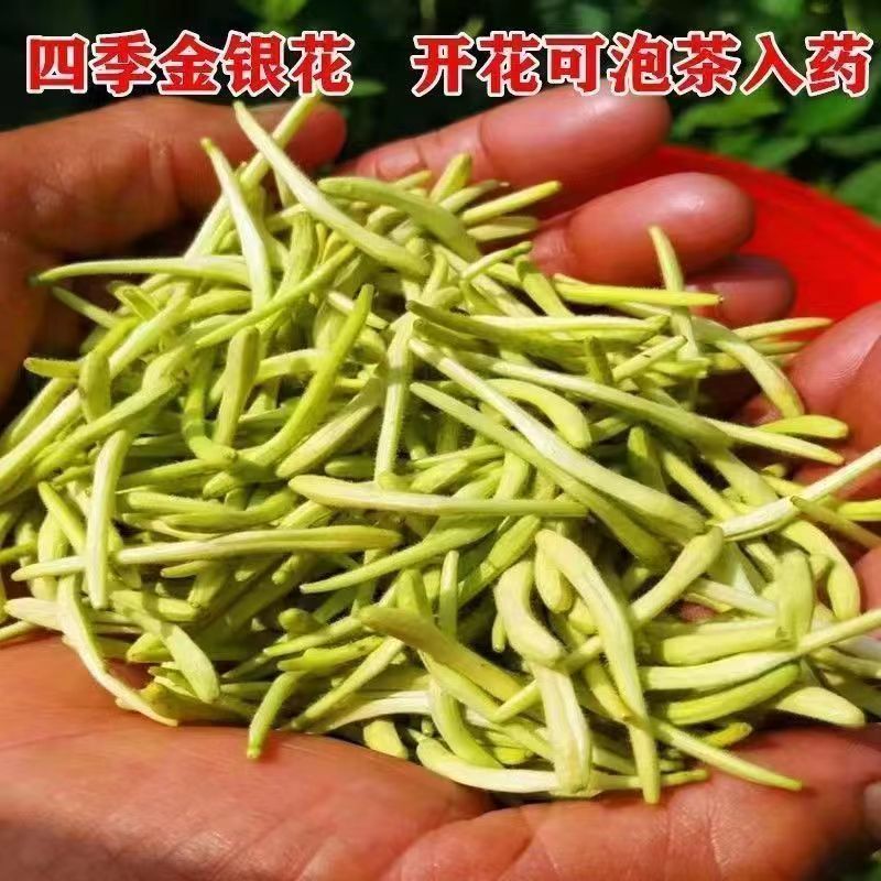 四季金银花树苗红银花苗盆栽地栽阳台庭院耐寒耐旱当年开花