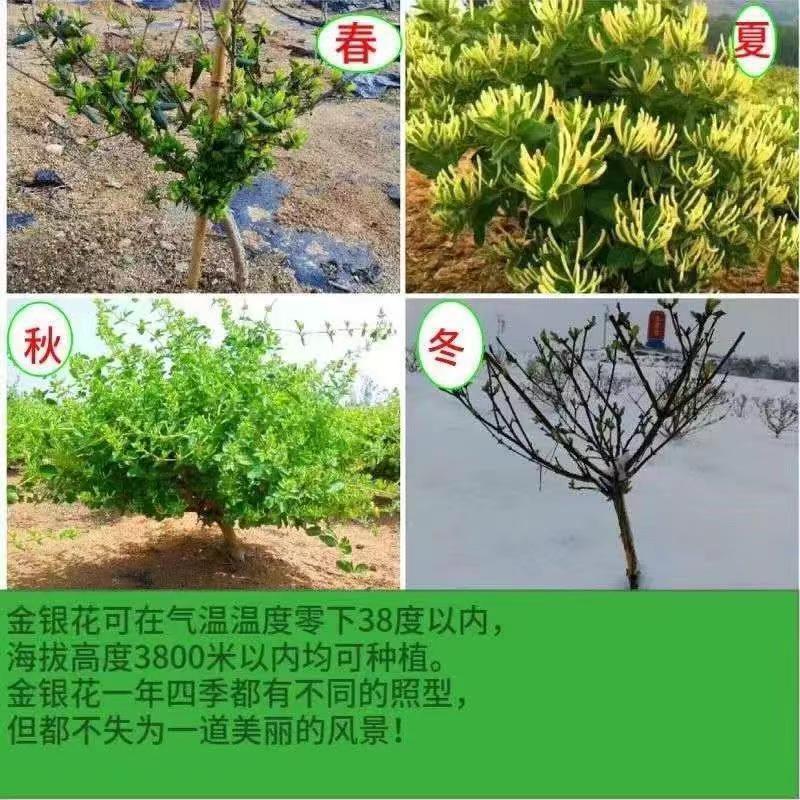 四季金银花树苗红银花苗盆栽地栽阳台庭院耐寒耐旱当年开花