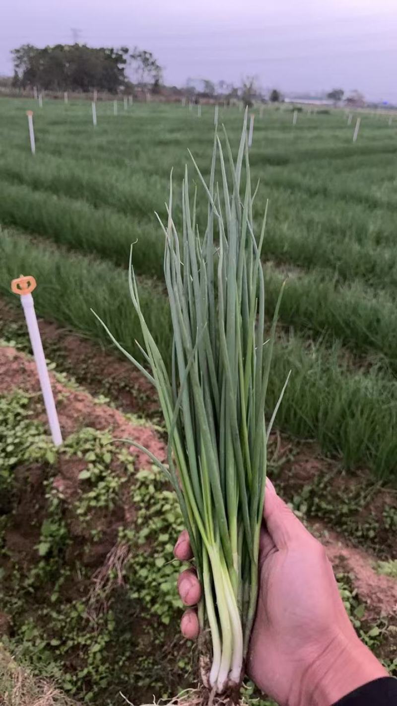 百亩小葱大量供应，货源充足，量大从优，欢迎咨询沟通。