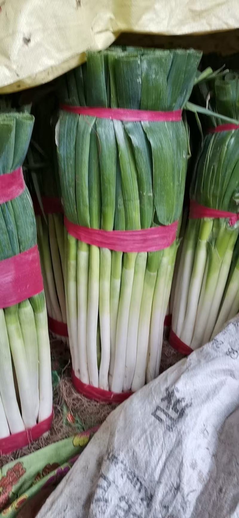 精品铁杆大葱大量供应浙江产地批发，货源充足，量大从优。