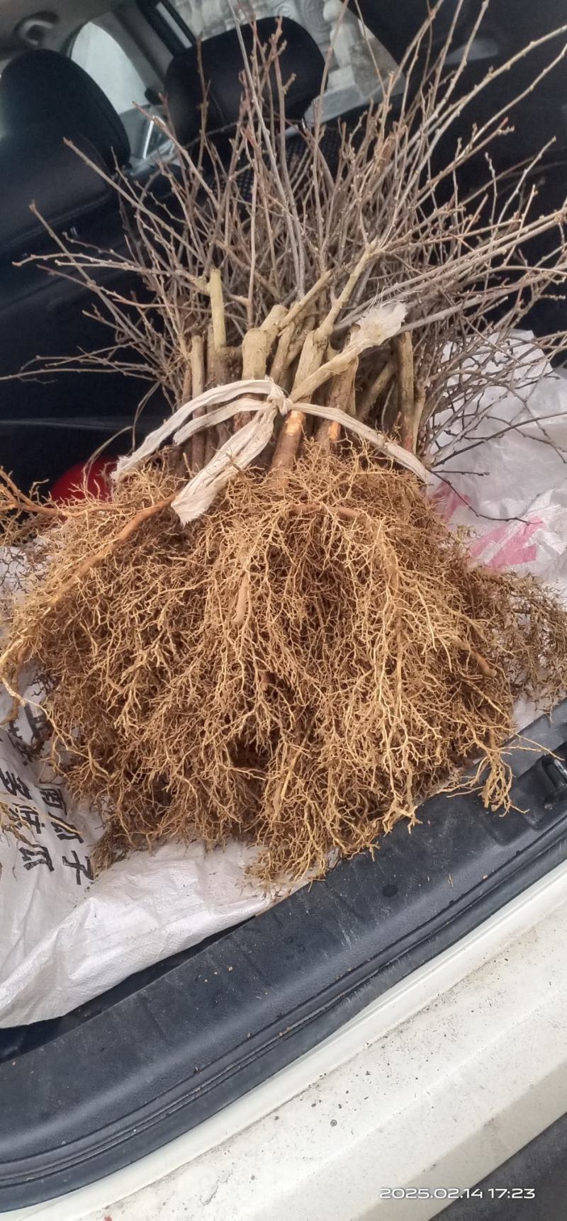 水杨桃苗
