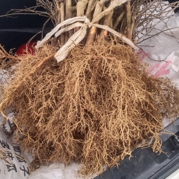 水杨桃苗