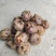 大量新鲜马蹄一手货源量大从优诚信合作欢迎来电