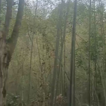 瓜果蔬菜架，欢迎采购