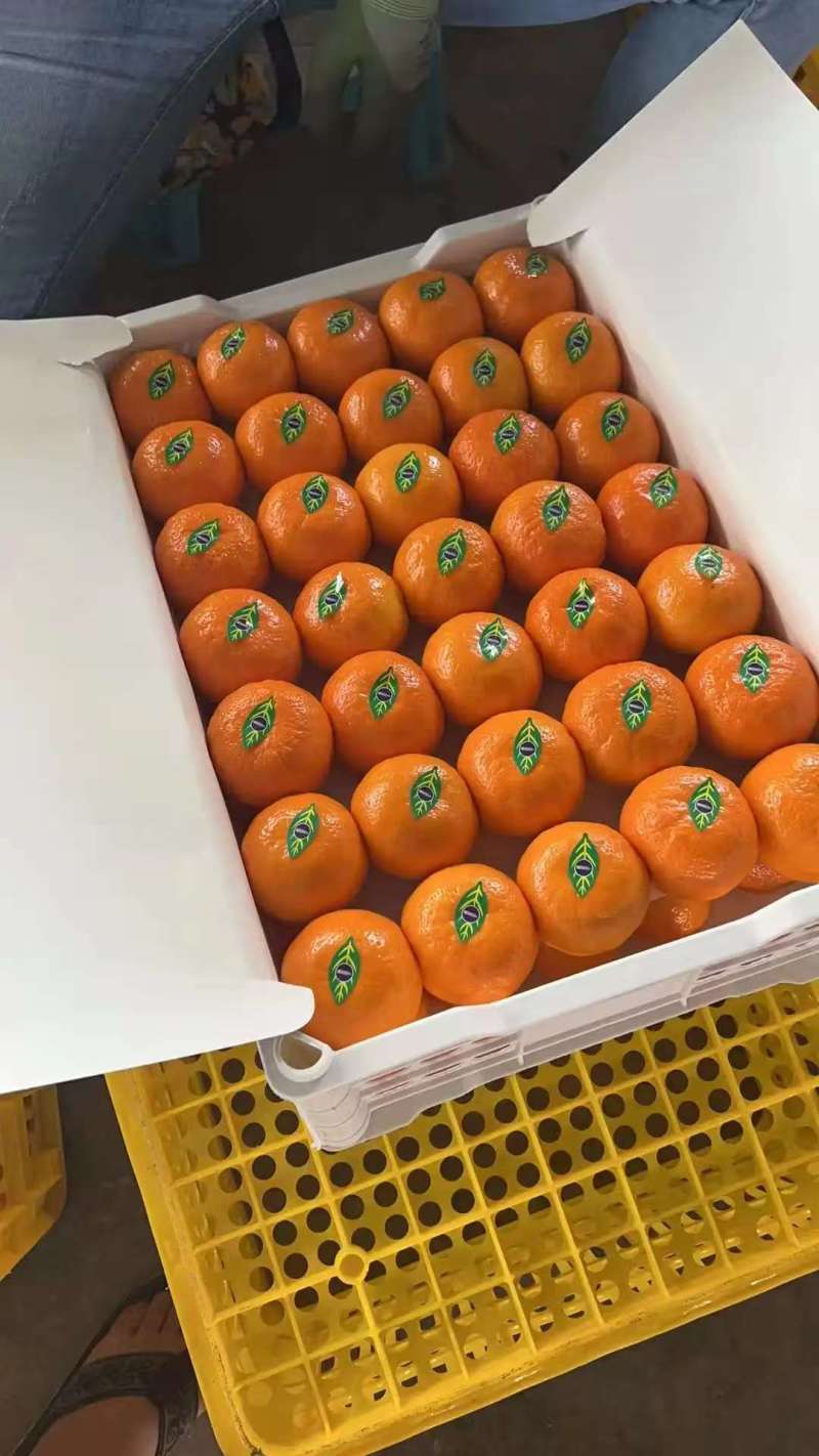 沃柑，纯甜无渣，团购，电商，出口，市场，一手货源可发货