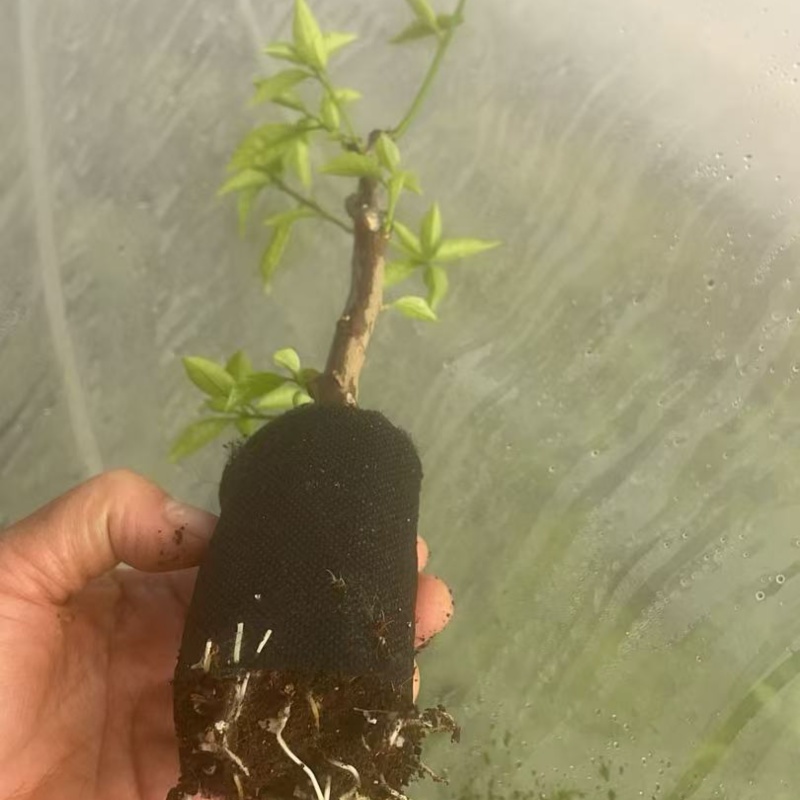 各种三角梅基质小苗