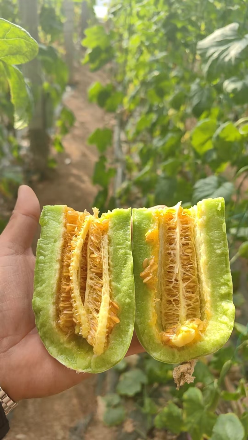 一件代发羊角蜜61博洋72蜜源18博洋9品种齐全产地代办